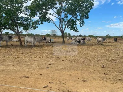 Fazenda/Sítio à venda, 900m² no Centro, Palmas