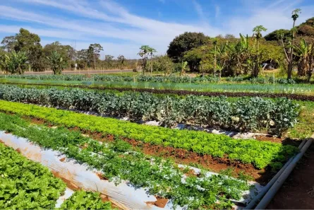 Fazenda/Sítio com 2 Quartos à venda, 150m² no Zona de Dinamização, Brasília