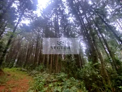 Fazenda/Sítio à venda, 283556m² no Quatro Pinheiros, Mandirituba
