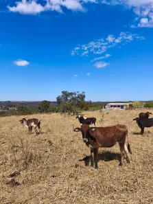 Fazenda/Sítio com 1 Quarto à venda, 40000m² no Arapoanga, Brasília