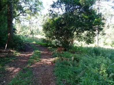 Fazenda/Sítio à venda, 30137m² no Pinhal Alto, Nova Petrópolis