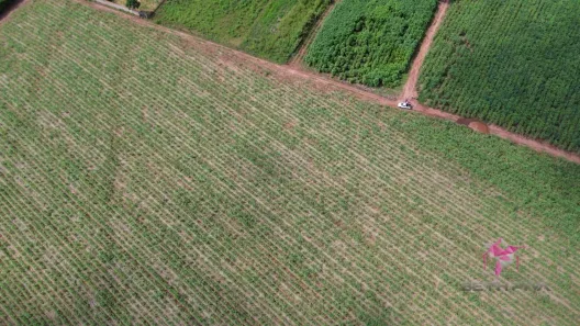 Lote/Terreno à venda, 5002m² no Vila São Guido, Pirassununga