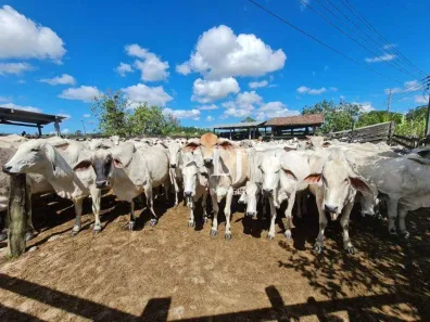 Fazenda/Sítio à venda, 1000m² no Lagoinha, Araruama