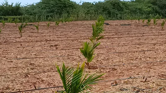 Fazenda/Sítio com 3 Quartos à venda, 250000m² no , Touros