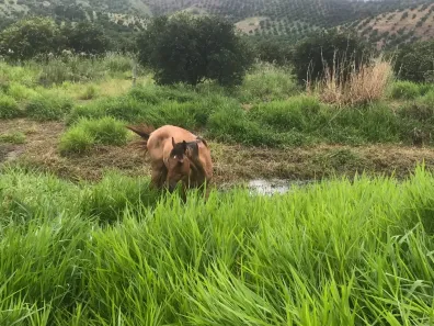 Fazenda/Sítio com 5 Quartos à venda, 7500m² no Centro, Tanguá