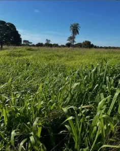 Fazenda/Sítio com 2 Quartos à venda, 80m² no , Nossa Senhora do Livramento