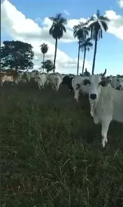Fazenda/Sítio à venda, 51304000m² no Dirceu Arcoverde, Parnaíba