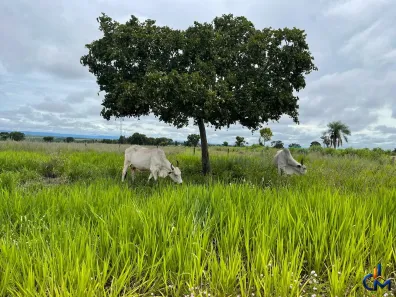 Fazenda/Sítio com 3 Quartos à venda, 10000000m² no Centro, Tangará da Serra