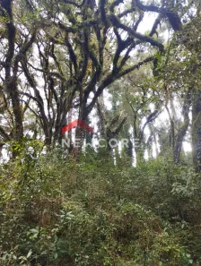 Lote/Terreno à venda, 567m² no Centro, São Francisco de Paula