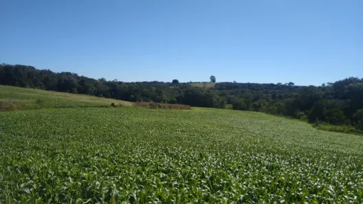 Fazenda/Sítio com 1 Quarto à venda, 10m² no Área Rural de Itapetininga, Itapetininga