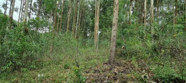 Lote/Terreno à venda, 4800m² no São Giácomo, Caxias do Sul