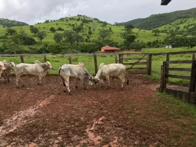 com 3 Quartos à venda, 280m² no , Itapaci