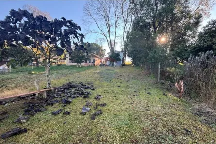 Casa com 2 Quartos à venda, 70m² no , Ronda Alta