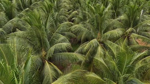 Fazenda/Sítio com 3 Quartos à venda, 250000m² no , Rio do Fogo