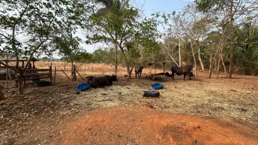 Fazenda/Sítio com 3 Quartos à venda, 10m² no , Nossa Senhora do Livramento