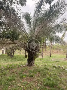 Fazenda/Sítio à venda, 15m² no Coxipó do Ouro, Cuiabá
