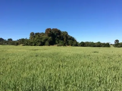 Fazenda/Sítio com 1 Quarto à venda, 1m² no Área Rural de Itapetininga, Itapetininga