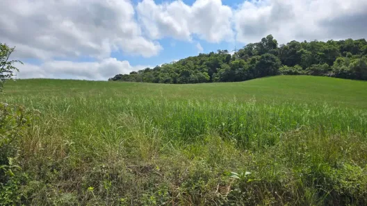 Fazenda/Sítio à venda, 100000m² no São Caetano, Balsa Nova
