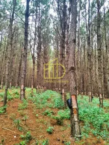 Fazenda/Sítio à venda, 10m² no Vila Mazzei, Itapetininga