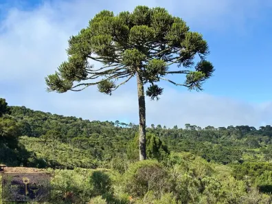 Lote/Terreno à venda, 20000m² no , São Joaquim