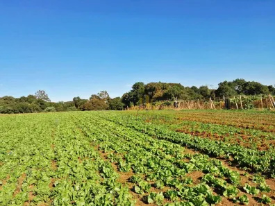 Lote/Terreno à venda, 124200m² no Centro, Colombo