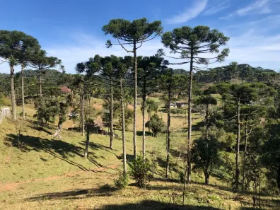 Fazenda/Sítio à venda, 143082m² no Centro, Campo Alegre
