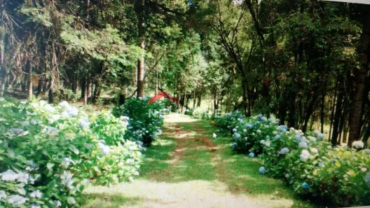 Fazenda/Sítio com 1 Quarto à venda, 47000m² no Centro, São Francisco de Paula