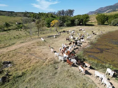 Fazenda/Sítio com 5 Quartos à venda, 3650000m² no , Andradas