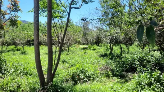 Lote/Terreno à venda, 397m² no Pântano do Sul, Florianópolis