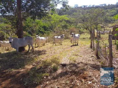 Fazenda/Sítio à venda, 242000m² no , Descalvado