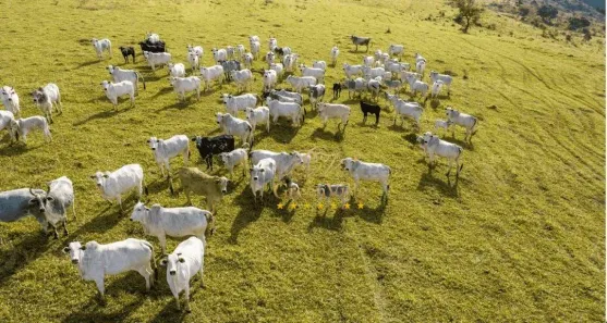 Fazenda/Sítio com 3 Quartos à venda, 2134811m² no Itambezinho, Campo Largo