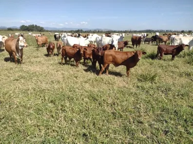 Fazenda/Sítio com 5 Quartos à venda, 100m² no Pedregulho, Guaratinguetá