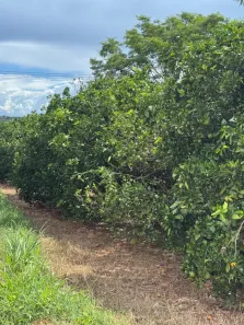com 3 Quartos à venda, 580m² no Centro, Fernandópolis