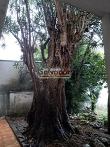 Sobrado com 3 Quartos à venda, 240m² no Planalto Paulista, São Paulo