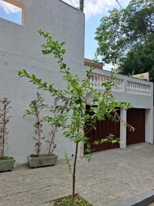 Sobrado com 3 Quartos para alugar, 250m² no Jardim Paulistano, Sorocaba