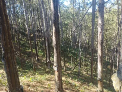 Fazenda/Sítio com 2 Quartos à venda, 90m² no , Itapirapuã Paulista