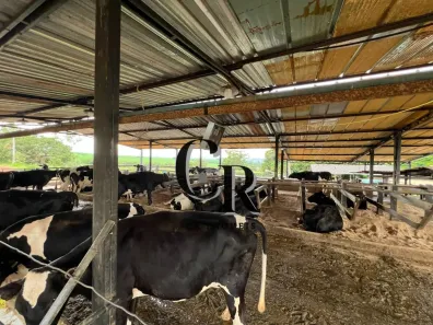 Fazenda/Sítio à venda, 5m² no , São Miguel do Passa Quatro