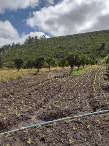 Fazenda/Sítio com 1 Quarto à venda, 100m² no Granja Mafra, Teresópolis