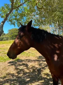 Lote/Terreno à venda, 1500m² no Carafá, Votorantim