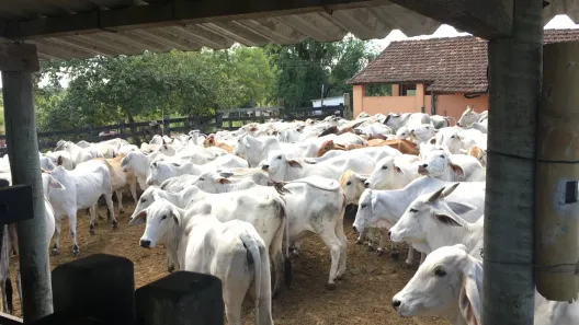Fazenda/Sítio à venda, 1258400m² no Fazendinha, Araruama