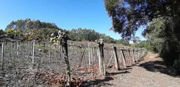 Fazenda/Sítio com 1 Quarto à venda, 242000m² no , Coronel Pilar