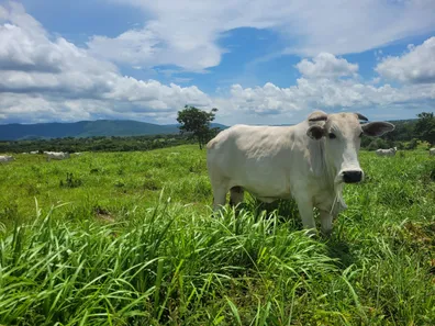 Fazenda/Sítio com 2 Quartos à venda, 1541m² no , Acorizal
