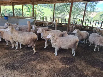 Fazenda/Sítio com 2 Quartos à venda, 653400m² no Área Rural de Amparo, Amparo