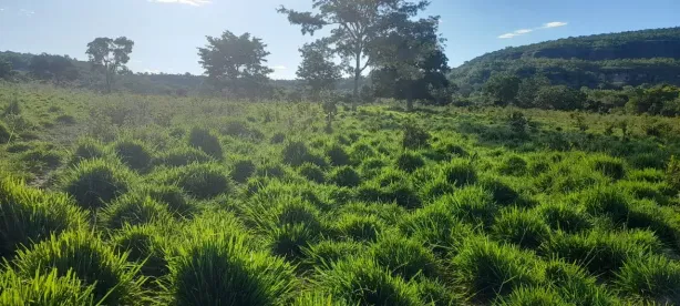 Fazenda/Sítio à venda, 78m² no Centro, Pontal do Araguaia