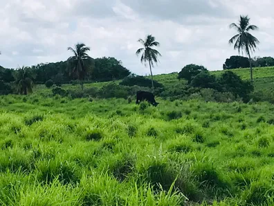 Fazenda/Sítio com 3 Quartos à venda, 200000m² no , Monte Alegre
