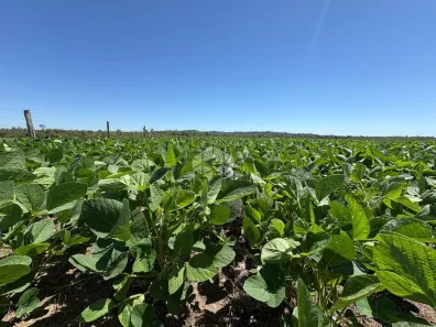 Fazenda/Sítio à venda, 1910000m² no São Valentim, Santa Maria