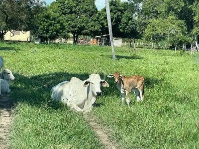 Fazenda/Sítio com 1 Quarto à venda, 283m² no , Barão de Melgaço