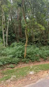 Lote/Terreno à venda, 1200m² no Serra dos Lagos (Jordanésia), Cajamar