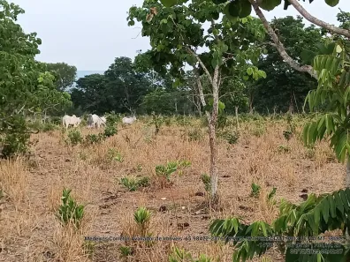 Fazenda/Sítio com 3 Quartos à venda, 124m² no Centro, Alto Paraguai