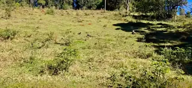 Fazenda/Sítio à venda, 1000m² no , Delfim Moreira